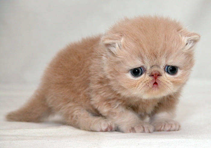 Pictures sad kitten 